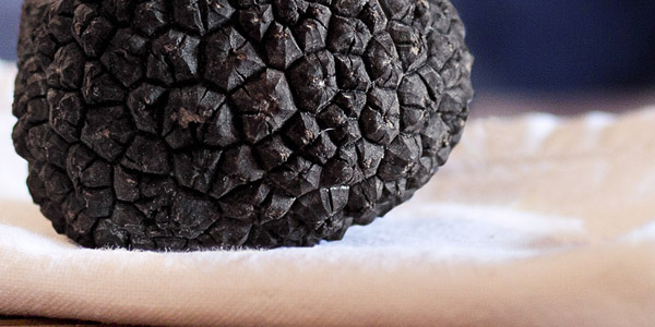 The black truffle of Monte Baldo